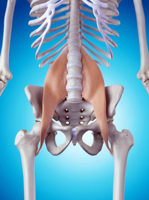 the_psoas_muscle